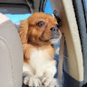 Meet your Posher, Tracy